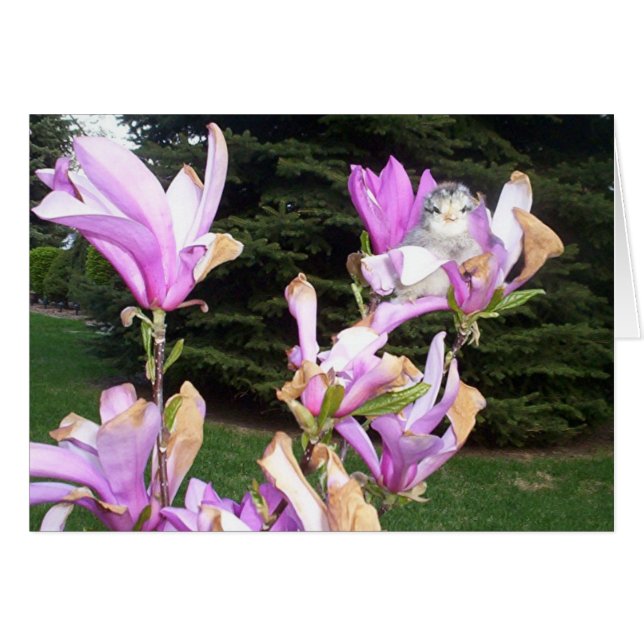 Cartão galinha bonito em uma flor (Frente Horizontal)