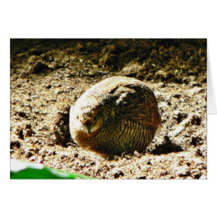 Cartão Galinha de algum tipo