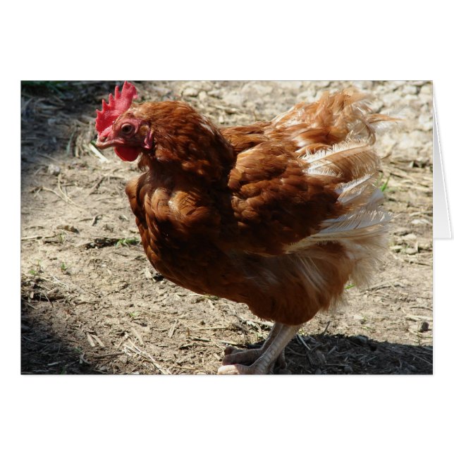 Cartão Galinha de Granja Industrial (Frente Horizontal)