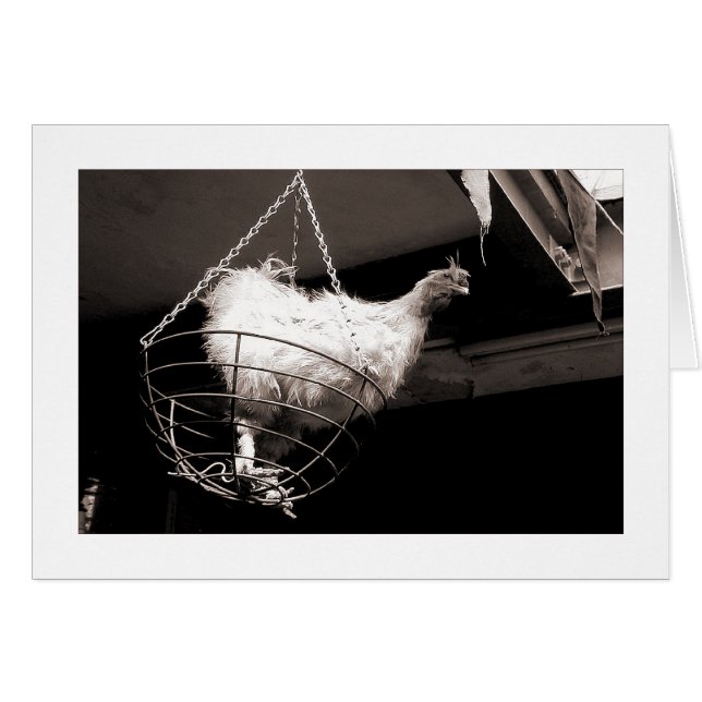 Cartão Galinha na cesta (Frente Horizontal)