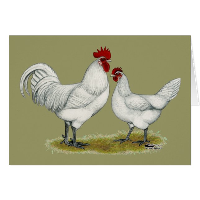 Cartão Galinhas de Pé Azul (Frente horizontal)