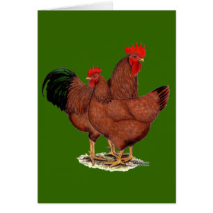 Cartão Galinhas do vermelho da produção