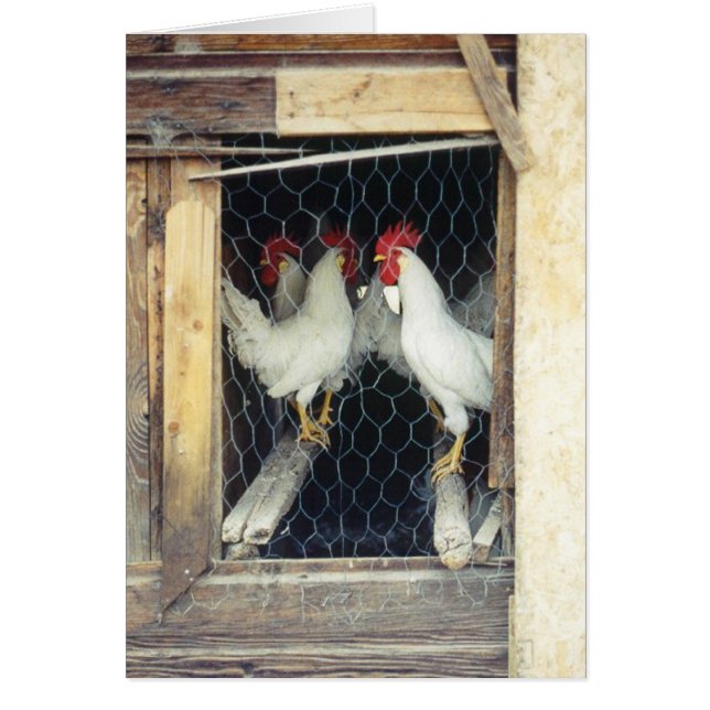 Cartão Galinhas do YER da contagem (Frente)