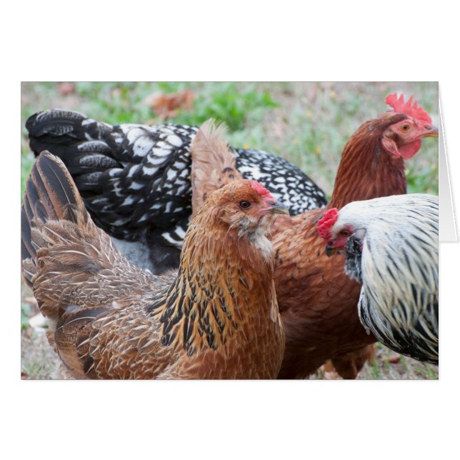 Cartão Galinhas no Yard (Frente Horizontal)