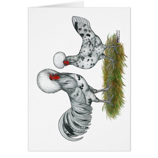 Cartão Galinhas Poloneses (Frente)