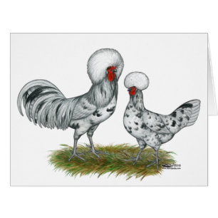 Cartão Galinhas Poloneses