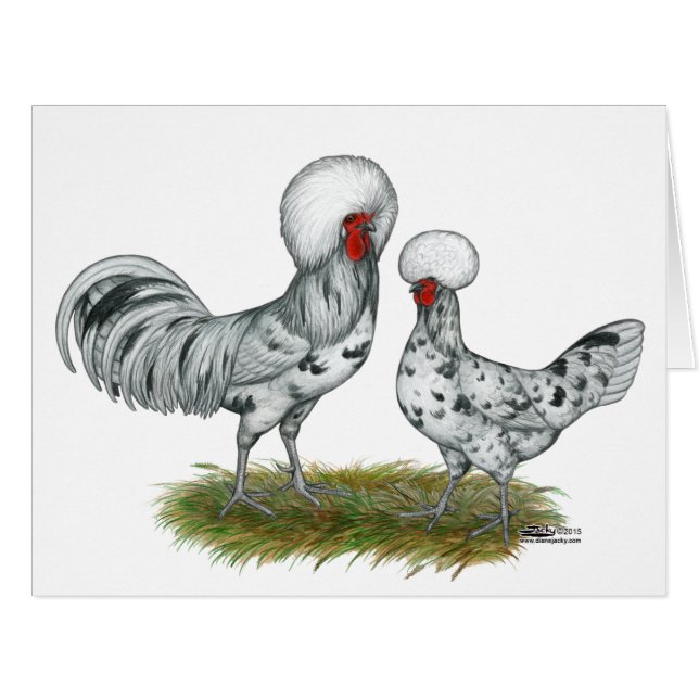 Cartão Galinhas Poloneses (Frente horizontal)