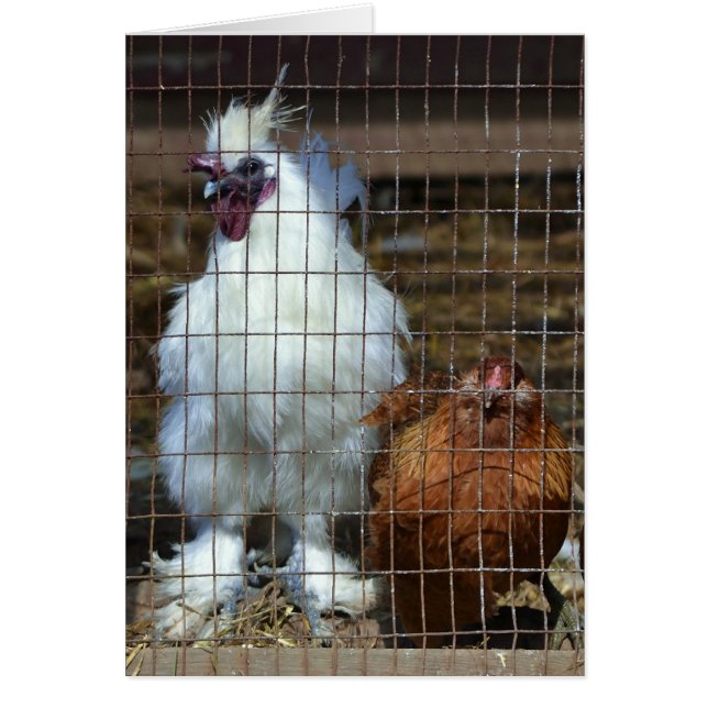 Cartão Galinhas ricos (Frente)