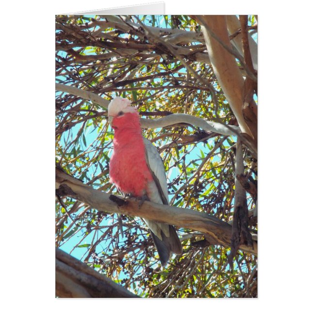 Cartão gallah selvagem (Frente)