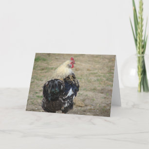 Cartão Galo Araucana