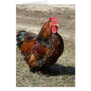 Cartão Galo de Cochin Dourado Lacrado