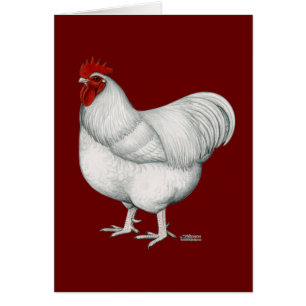 Cartão Galo do branco de Orpington