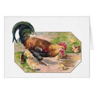 Cartão Galo e pintinhos