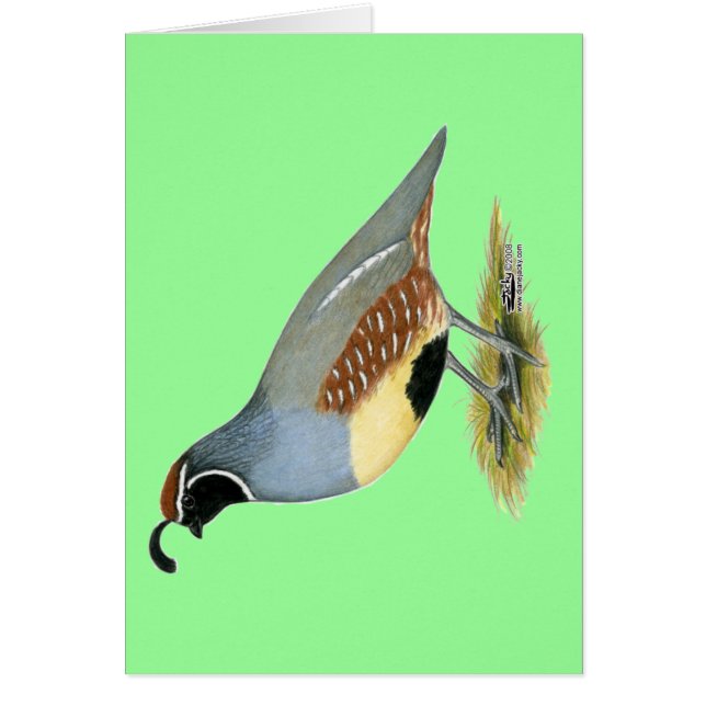 Cartão Gambel's Desert Quail (Frente)