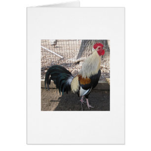 Cartão Gamecock cinzento de exultação