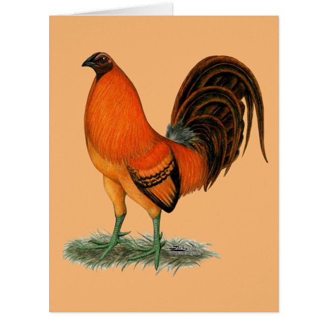 Cartão Gamecock Ginger Red Rooster (Frente)