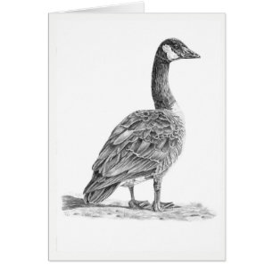 Cartão Ganso canadense