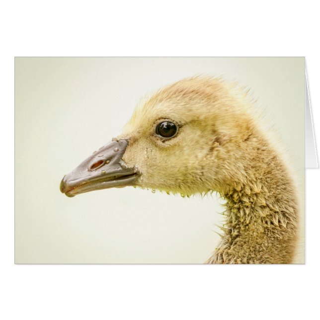 Cartão Ganso canadense (Gosling) (Frente Horizontal)