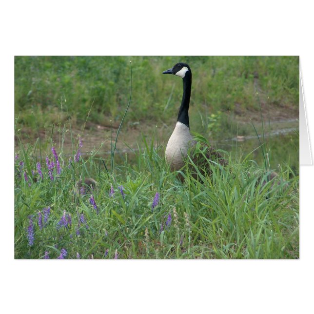 Cartão Ganso com ganso escondendo (Frente Horizontal)