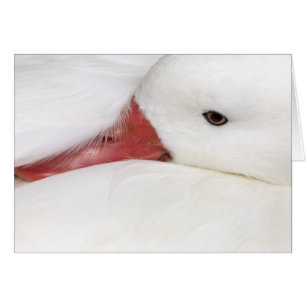 Cartão Ganso da Neve Chen caerulescens