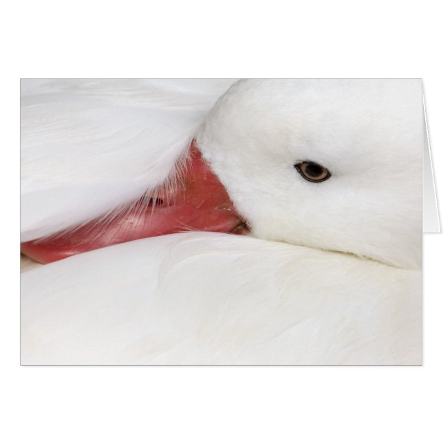 Cartão Ganso da Neve Chen caerulescens (Frente Horizontal)