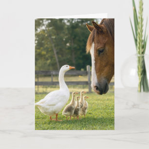 Cartão Ganso de aniversário com gansinhos e cavalo