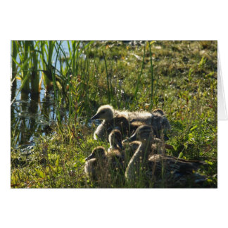 Cartão Ganso de bebê adotado