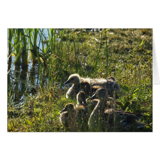Cartão Ganso de bebê adotado (Frente horizontal)