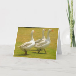 Cartão gansos