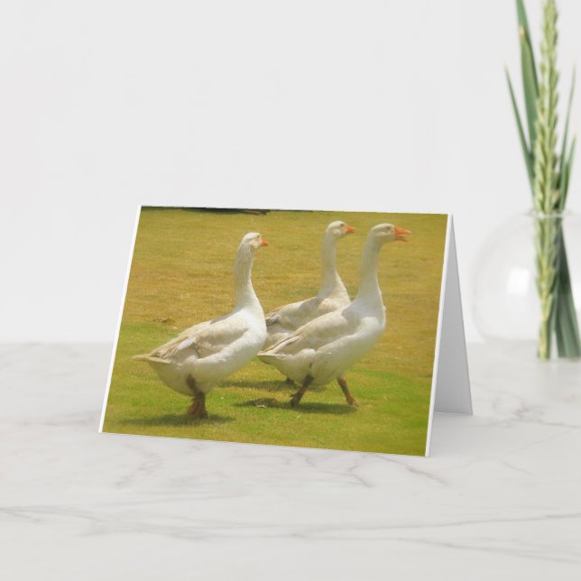Cartão gansos (Frente)
