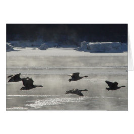 Cartão Gansos canadenses B47 sobre o rio congelado