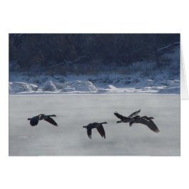 Cartão Gansos Canadenses B48 Sobre o Rio Congelado