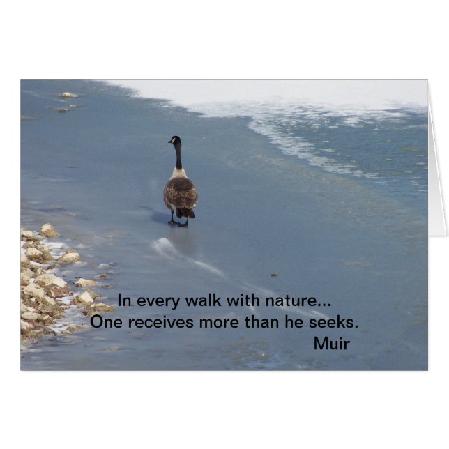 Cartão Gansos de passeio: Muir (Frente Horizontal)