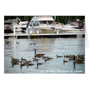 Cartão Gansos-do-canadá com bebês no Hull Marina QC Canad