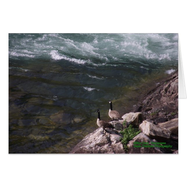 Cartão Gansos na água (Frente Horizontal)