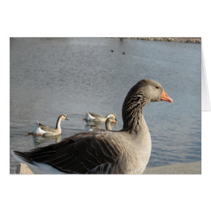 Cartão Gansos no Parque