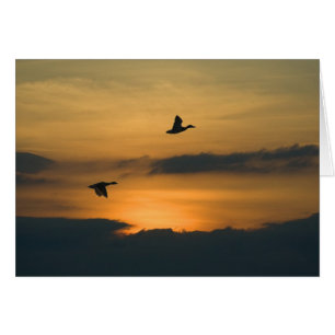Cartão Gansos no pôr do sol