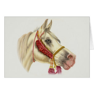 Cartão Garanhão árabe