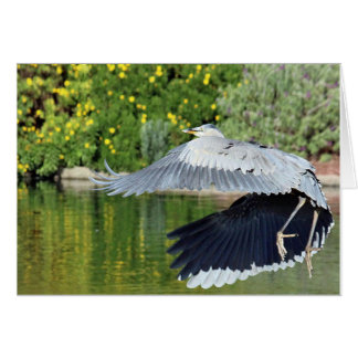 Cartão Garça-real azul no flght perto das cachoeiras das
