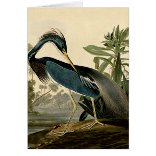 Cartão Garça-real de Audubon Louisiana