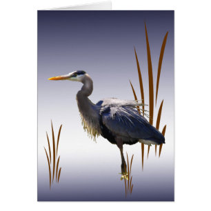 Cartão Garça-real de grande azul