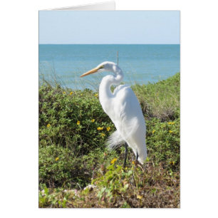 Cartão Garça-real Statuesque