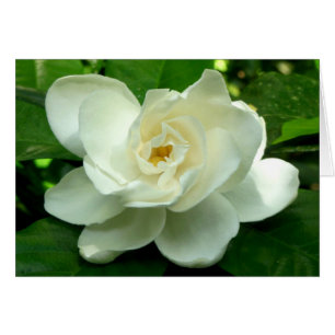 Cartão Gardenia da selva