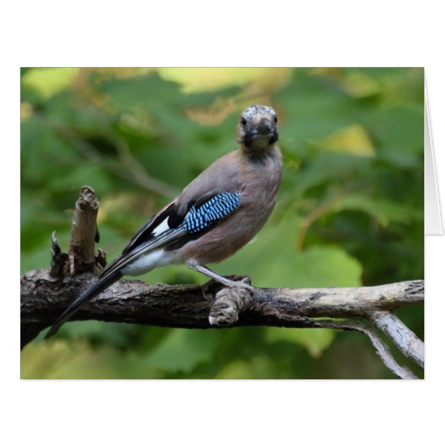 Cartão Garrulus glandarius - Eichelhäher (Frente horizontal)