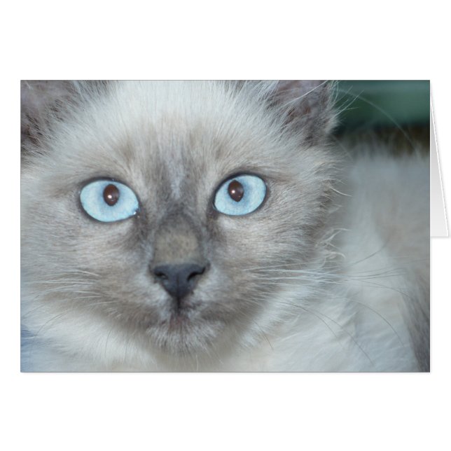 Cartão Gatinho (Frente Horizontal)