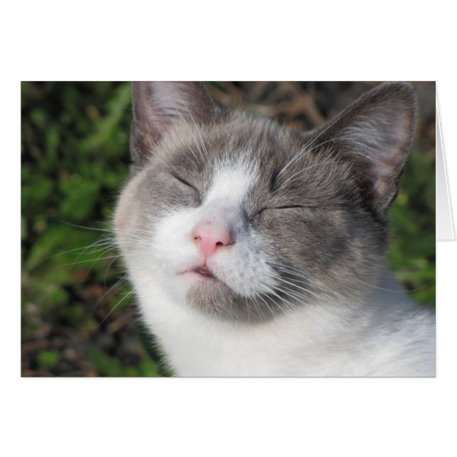 Cartão Gatinho (Frente Horizontal)