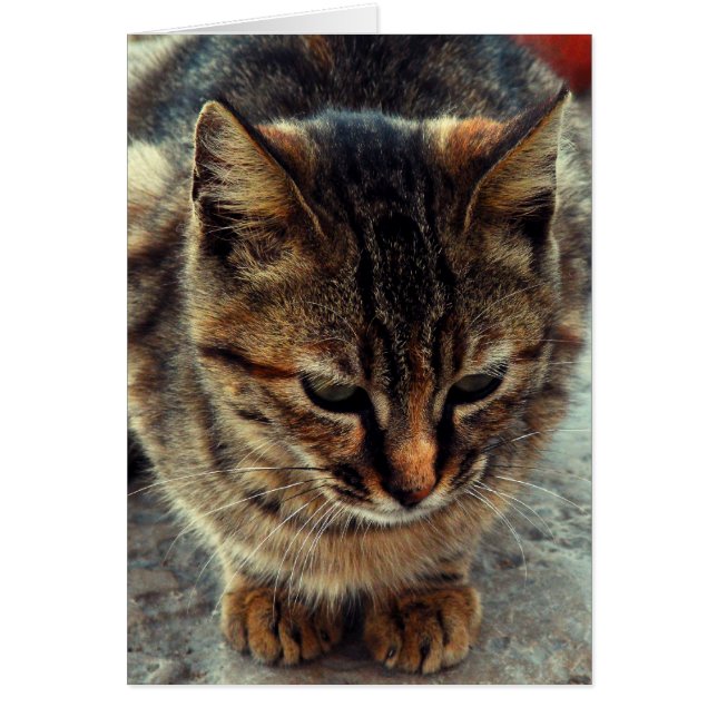 Cartão Gatinho (Frente)