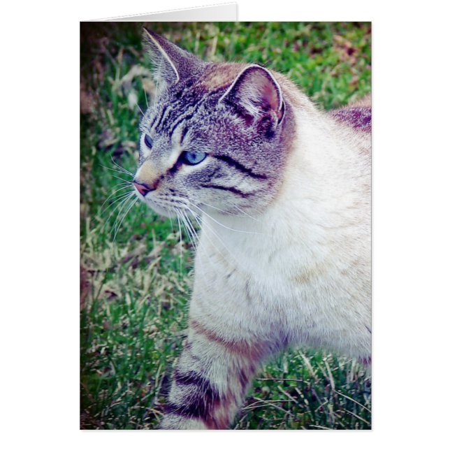 Cartão Gatinho (Frente)