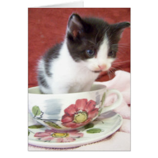 Cartão gatinho bitsy itsy de 4 semanas