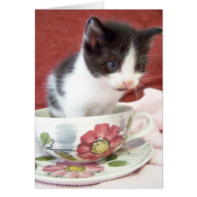 Cartão gatinho bitsy itsy de 4 semanas (Frente)